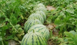 吃瓜爆料短剧 吃瓜大瓜事件 吃瓜每日大赛,揭秘短剧中的大瓜事件，每日大赛精彩纷呈