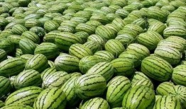 吃瓜爆料短剧 吃瓜大瓜事件 吃瓜每日大赛,揭秘短剧中的大瓜事件，每日大赛精彩纷呈